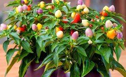 How to grow and care for ornamental pepper 