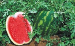 Frühreife Hybrid-Wassermelone 