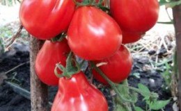 Wir bauen eine reiche Ernte an süßen und saftigen Tomaten an: Tomate 