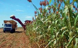 Stapsgewijze technologie voor het kweken van sorghum van zaadvoorbereiding tot oogst