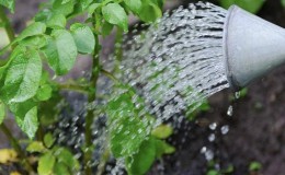 Regeln für das Gießen von Kartoffeln während der Blüte