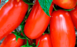 Een vondst voor fijnproevers - de Moskou-delicatesse-tomaat: voordelen ten opzichte van andere soorten tomaten