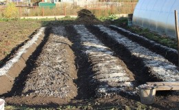 Schritt-für-Schritt-Anleitung zur Vorbereitung eines Bettes für Zwiebeln im Herbst