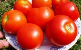 Eine der süßesten Gewächshaussorten ist die Alexander der Große Tomate