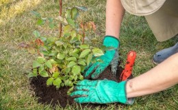 Finden Sie heraus, ob es möglich ist, Rosen im August neu zu pflanzen, und lernen Sie, es richtig zu machen