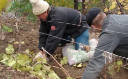 Trauben für den Winter vorbereiten: Die Geheimnisse der Verarbeitung im Herbst vor dem Schutz