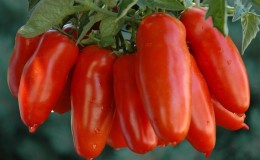 An exotic variety of tomatoes for real gourmets - Pepper tomatoes for salads and canning