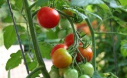 Der Favorit der einheimischen Sommerbewohner, der unprätentiöseste und gleichzeitig ertragreichste Tomate 