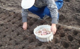 Wie und was Knoblauch vor dem Pflanzen für den Winter zu verarbeiten ist: Regeln für die Zubereitung von Pflanzenmaterial und nützliche Tipps