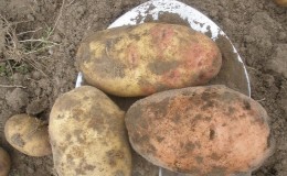 High-yielding potato variety 