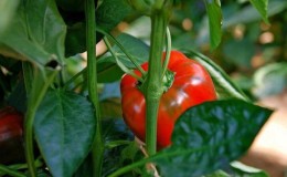 Warum Paprika nicht wächst: Mögliche Ursachen für das Problem und Methoden zu ihrer Lösung