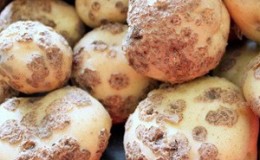 How to deal with scab on potatoes and heal the land