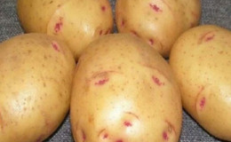 Domestic potato variety 