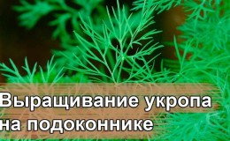 Hogyan termeszthető kapor egy ablakpárkányon egy ablakpárkányon: a szükséges felszerelés és lépésről-lépésre