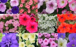 Soorten en beste variëteiten van meerjarige petunia's