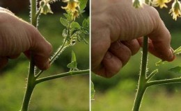 Wir formen Büsche richtig: Machen Sie ein untergroßes Tomaten-Stiefkind und welche Sorten benötigen dieses Stadium nicht