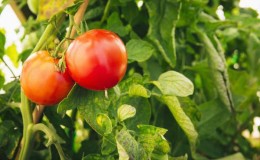 Sweet, fleshy and unpretentious tomato 