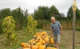 Pünktliche Ernte: Wann wird Kürbis geerntet und wie wird seine Reife im Garten bestimmt?