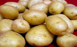 Viable potato variety Blueness with amazing taste