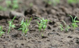 Anleitung zum Einpflanzen von Dillsamen auf offenem Boden für Anfängergärtner