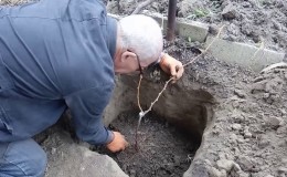 Wie Trauben im Herbst gepflanzt werden sollen