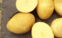 Medium-early resistant potato variety 