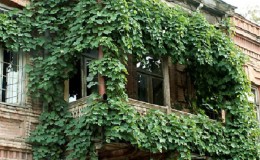 Hoe druiven op het balkon te planten en te laten groeien