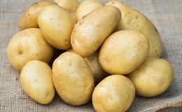 Early ripe table potato variety 