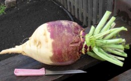 Ongewone en heerlijke recepten voor het koken van rutabaga's van ervaren huisvrouwen