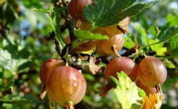 Sorten und Merkmale des Anbaus von Stachelbeeren ohne Dornen