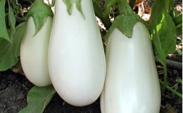 إيجابيات وسلبيات Bibo Eggplant & Growing Guide