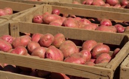 Home storage methods for potatoes