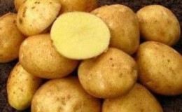 Vineta is the most popular and high-yielding potato variety among amateur gardeners