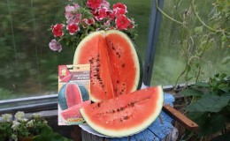 Eine Sorte, die auch in den nördlichen Regionen des Landes angebaut werden kann - die Wassermelone 