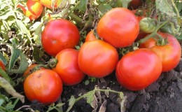 Hybridtomate für Konserven und Salate: Anastasia-Tomate