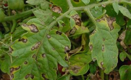 Hoe om te gaan met Phytophthora op tomaten: de beste methoden en praktisch advies