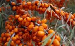 Variety of species and varieties of sea buckthorn