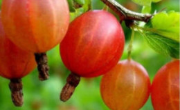 Variété de groseille sucrée et juteuse Yubilyar