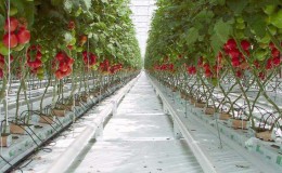 Unsere Tomaten retten - wie man Tomaten in einem Polycarbonat-Gewächshaus bestäubt, wenn sie nicht selbst bestäubt werden