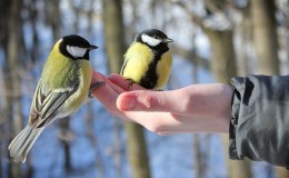 Възможно ли е да се хранят птиците с ориз и други зърнени култури