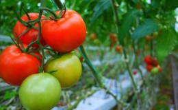 Famous for its endurance and beloved by gardeners tomato 