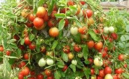 Eine universelle Tomatensorte für Salate, Beizen und Trocknen - 