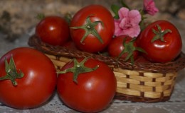 An unpretentious variety that requires minimal care - the Japanese dwarf tomato