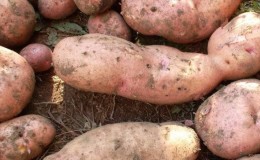 The hardy potato variety 