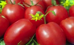 One of the oldest varieties of vegetable selection is the Gloria tomato: a time-tested variety