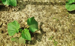 Geheimnisse der besten Agronomen: wie man Gurken im Freien anbaut