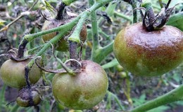 Tomaten redden van phytophthora: folkremedies die zullen helpen om de ziekte effectief te bestrijden