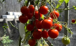 Miniaturbüsche mit Tomatenkrümeln - Gartendekoration: 