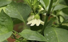 Warum Paprika nicht im Gewächshaus gebunden ist: Was tun, um eine reiche Ernte zu erzielen?