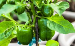 De voordelen en nadelen van groene paprika voor de gezondheid van vrouwen, mannen en kinderen